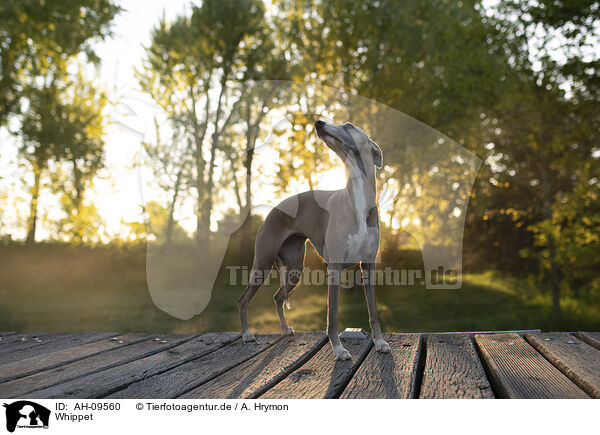 Whippet / Whippet / AH-09560