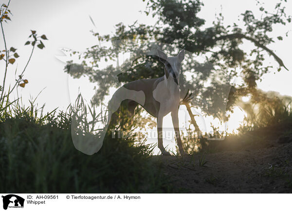Whippet / Whippet / AH-09561