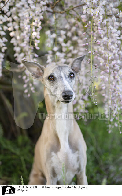Whippet / Whippet / AH-09568