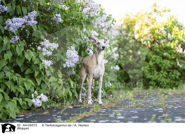 Whippet / Whippet / AH-09572