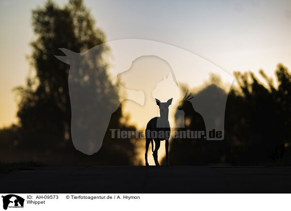 Whippet / Whippet / AH-09573