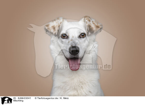 Mischling / Mongrel dog / KAM-03041