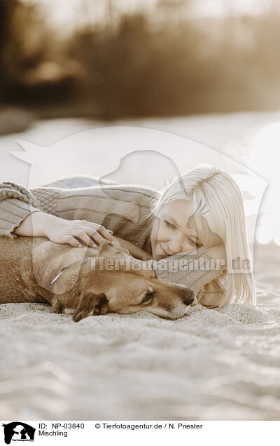 Mischling / Mongred Dog / NP-03840