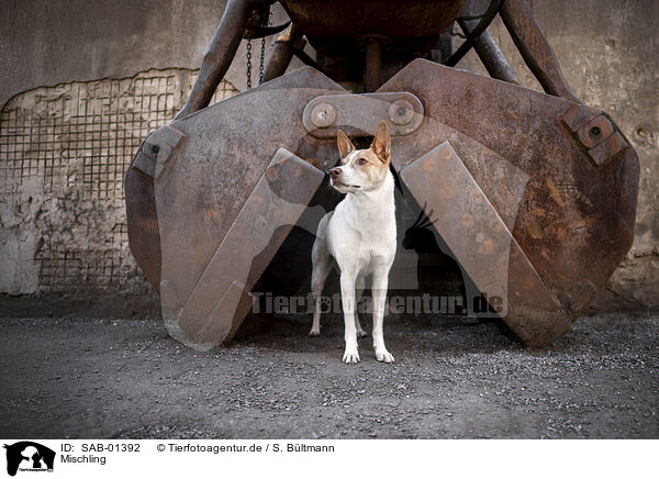 Mischling / Mongrel dog / SAB-01392
