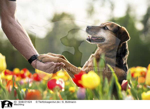 Mischling / Mongrel dog / SAB-01424