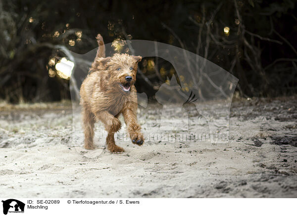 Mischling / Mongrel dog / SE-02089