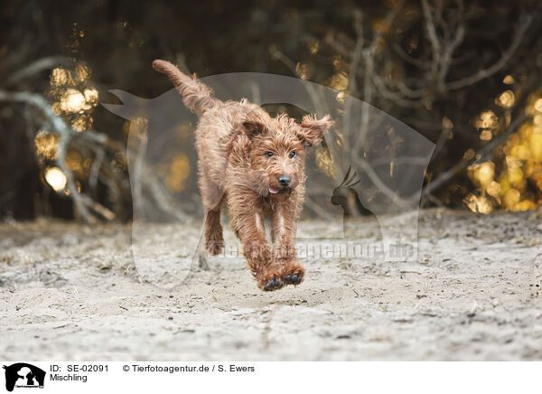 Mischling / Mongrel dog / SE-02091