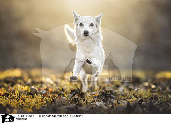 Mischling / Mongrel / RP-01601