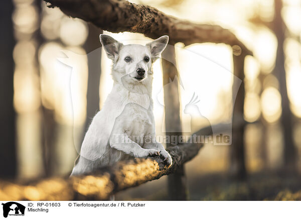 Mischling / Mongrel / RP-01603