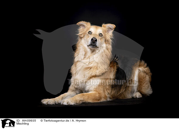 Mischling / Mongrel dog / AH-09935