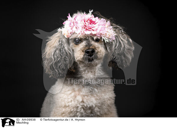 Mischling / Mongrel dog / AH-09938