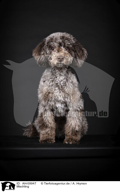 Mischling / Mongrel dog / AH-09947