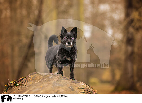 Mischling / Mongrel / JAM-07203