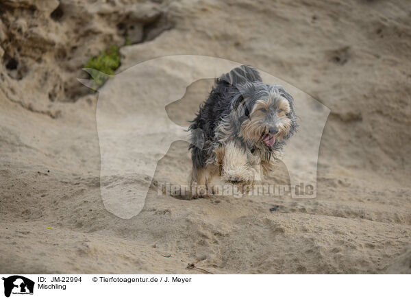 Mischling / mongrel dog / JM-22994