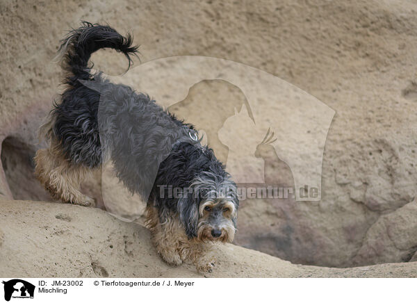 Mischling / mongrel dog / JM-23002