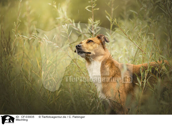 Mischling / Mongrel dog / CF-03935