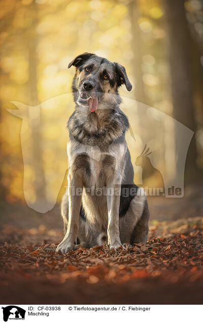 Mischling / Mongrel dog / CF-03938