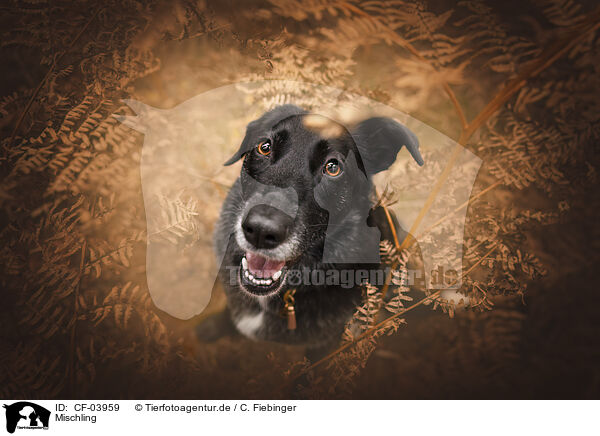 Mischling / Mongrel dog / CF-03959