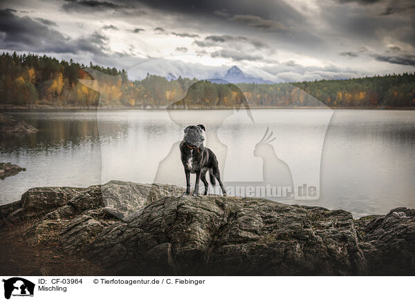 Mischling / Mongrel dog / CF-03964