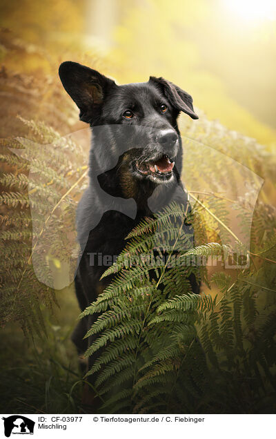 Mischling / Mongrel dog / CF-03977