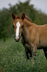 Schwarzwlder-Haflinger