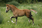 Schwarzwlder-Haflinger