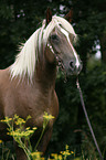 Schwarzwlder-Haflinger