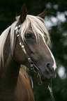 Schwarzwlder-Haflinger