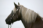 Schwarzwlder-Haflinger