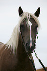 Schwarzwlder-Haflinger