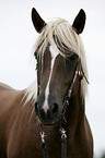 Schwarzwlder-Haflinger