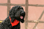 Mischling Portrait