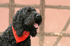 Mischling Portrait
