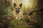 liegender Mischling