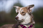 Mischling Portrait