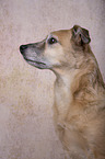 Mischling Portrait