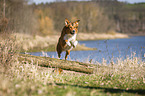 Hund springt ber Baumstamm