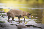 Mischling im Wasser