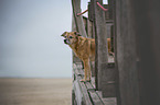 Mischling am Strand