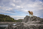 Mischling auf einem Felsen