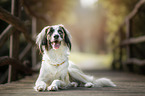 liegender Mischling