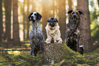 Hunde im Wald