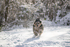 Mischling im Schnee