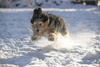 Mischling im Schnee