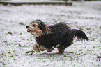 Mischling im Schnee