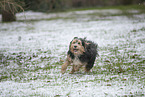 Mischling im Schnee