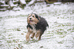 Mischling im Schnee