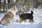 spielende Hunde