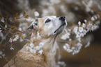 Mischling