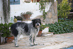 Mischling